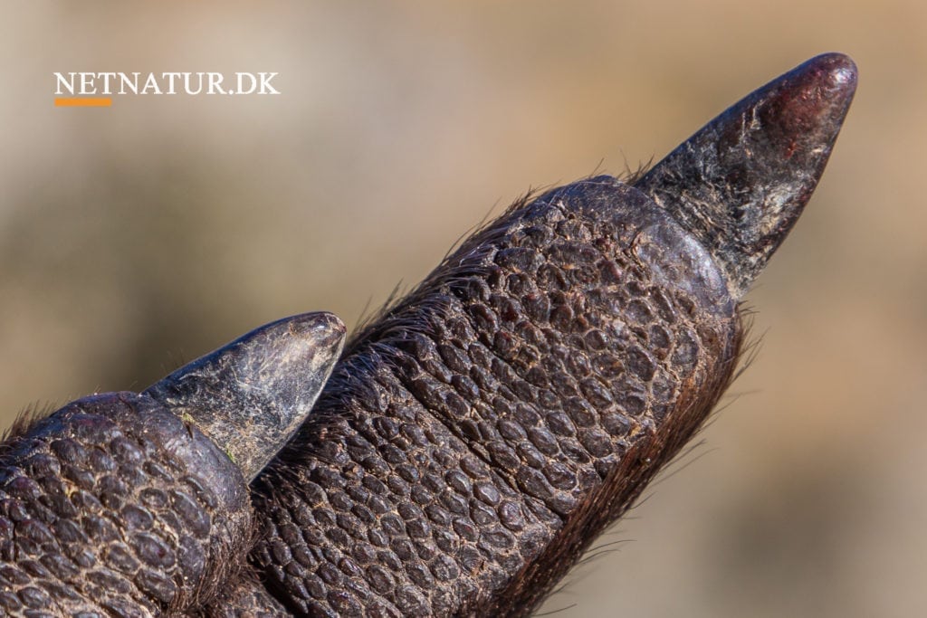 KÆNGURU SET I DANMARK