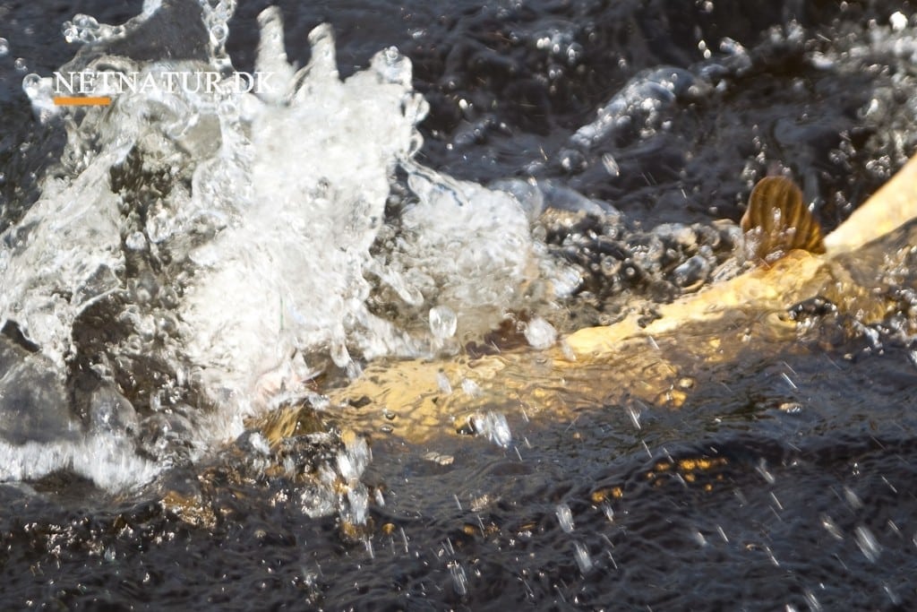 Gedde angriber kat på land