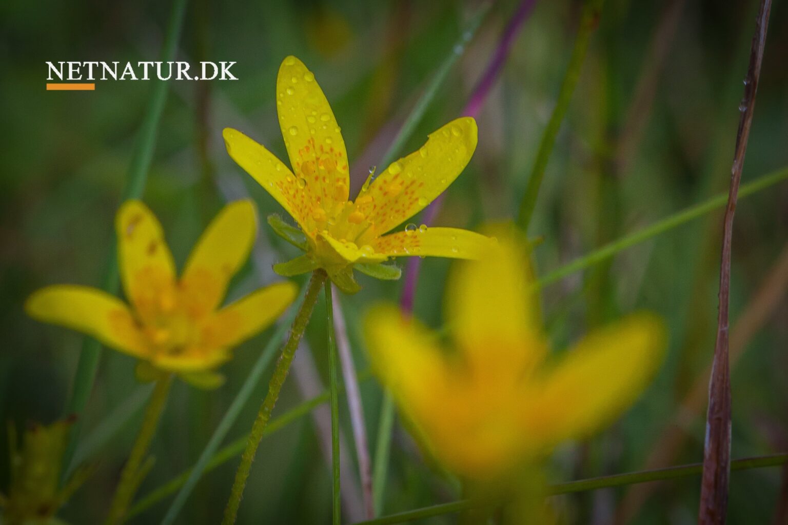 Vendsyssel: Sjælden natur ønskes fredet Vendsyssel: Sjælden natur ønskes fredet