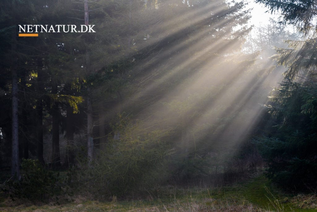 Invasive arter i nyt lys