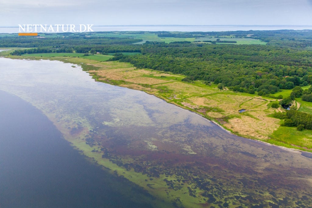 Øresund som havreservat
