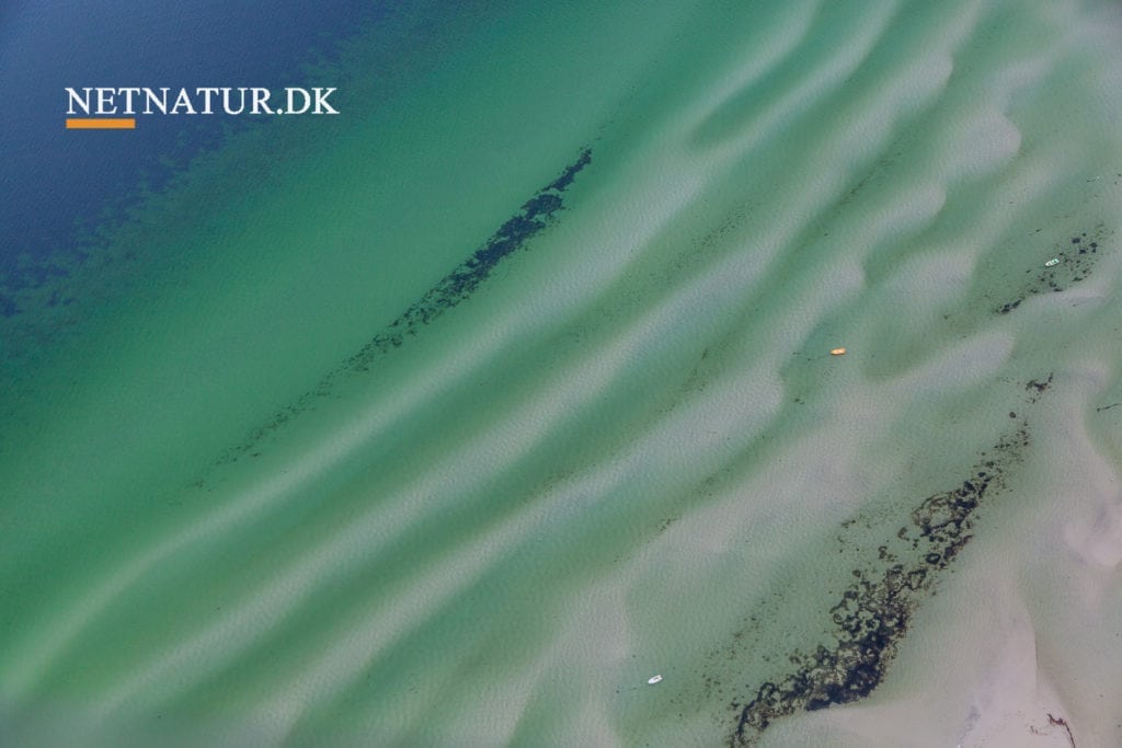 Morild blomstrer tidligere end normalt