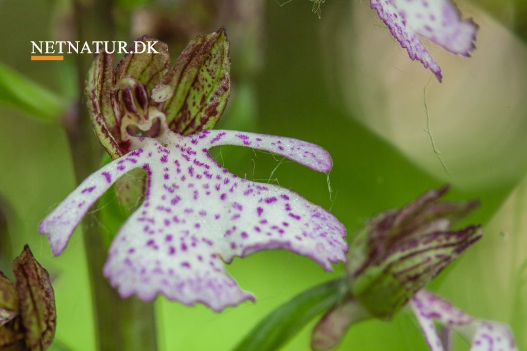 Orkidéer på Møn sætter ny rekord