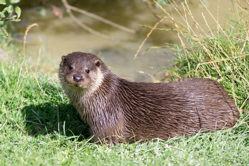 Odderen - fra truet til udbredt