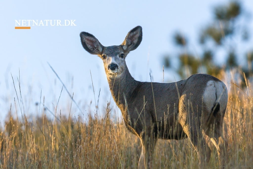 Bagholdsangreb fanget på vildtkamera