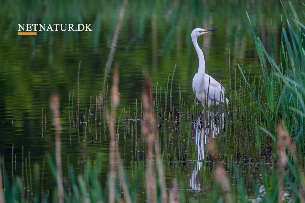 Sølvhejre: Første koloni opdaget