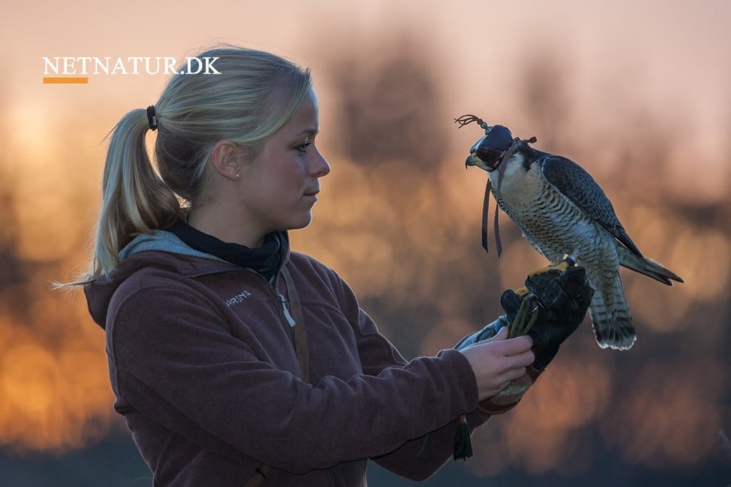 Falkejagt tillades i Danmark