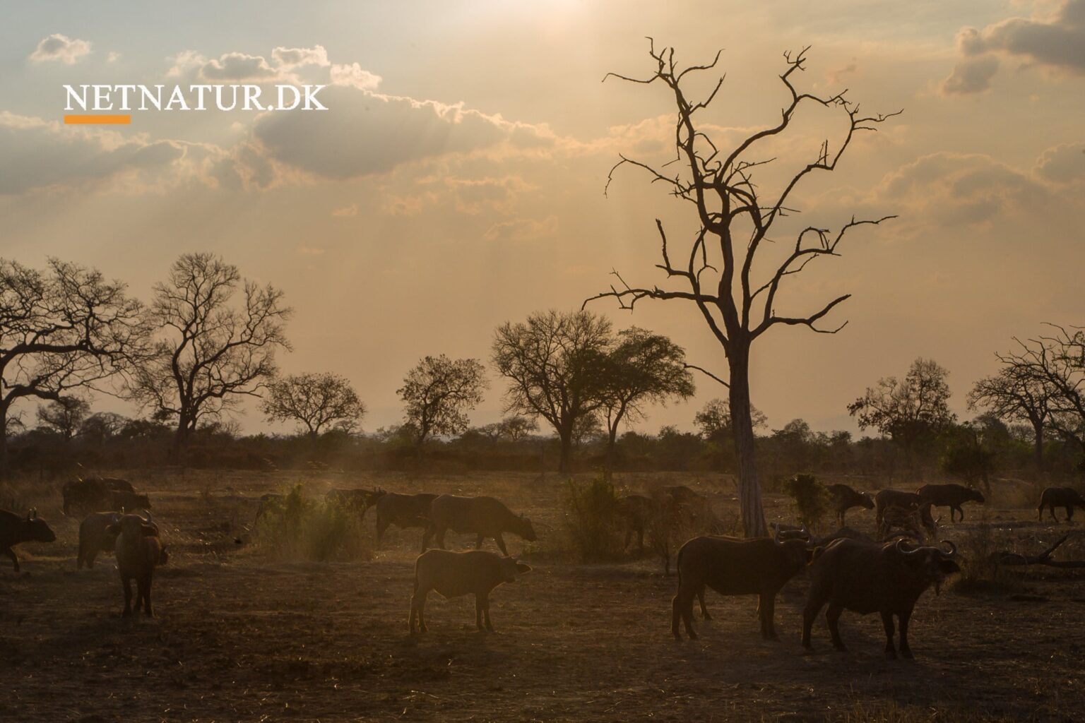 Selous Game Reserve modtager 18 millioner euro