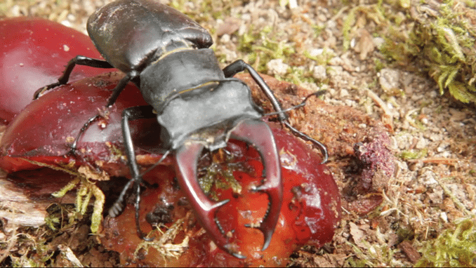 Eghjorte endelig tilbage