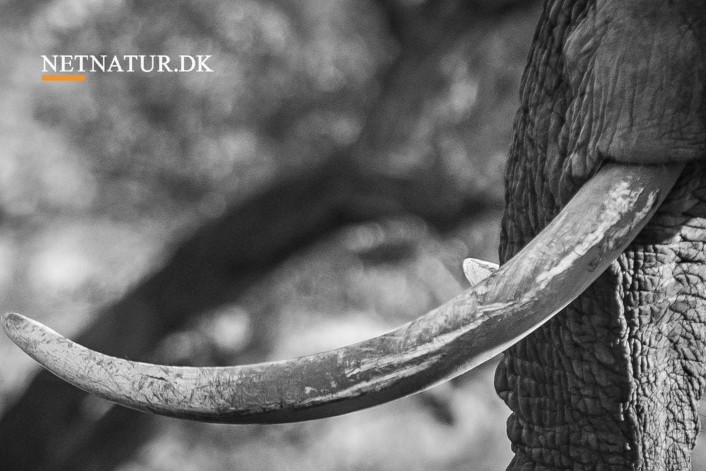 Elfenbensending til millioner af dollars afsløret i Hongkong