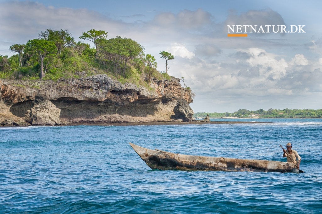 Er overfiskeri medvirkende til migrantstrømme?