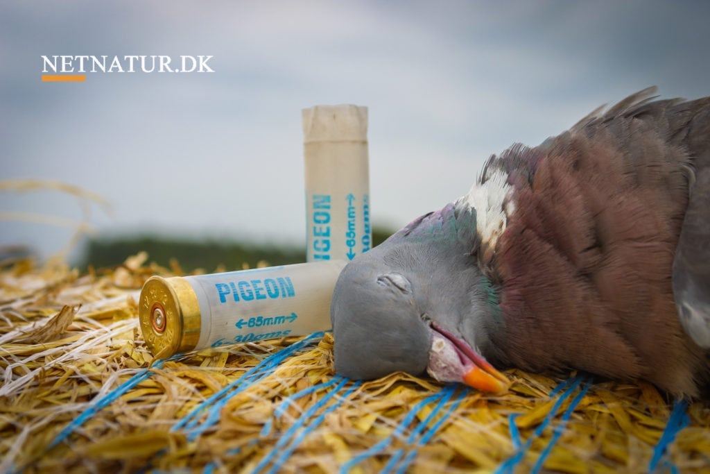 Duejagt: Fra skud til tilberedning