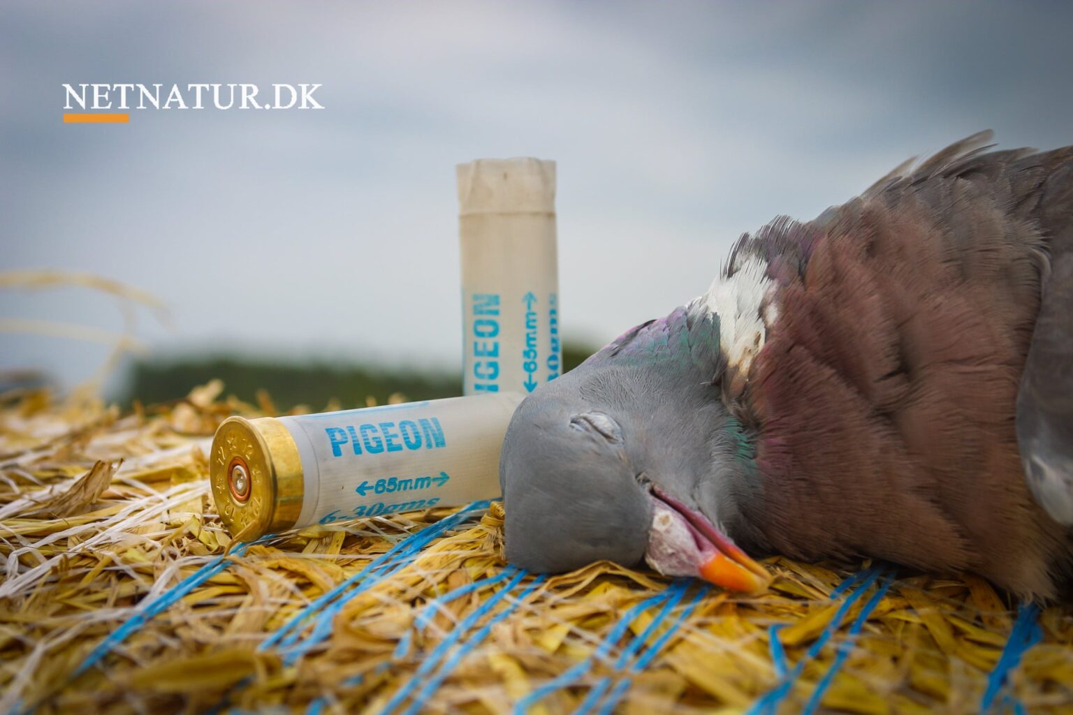 Duejagt: Fra skud til tilberedning