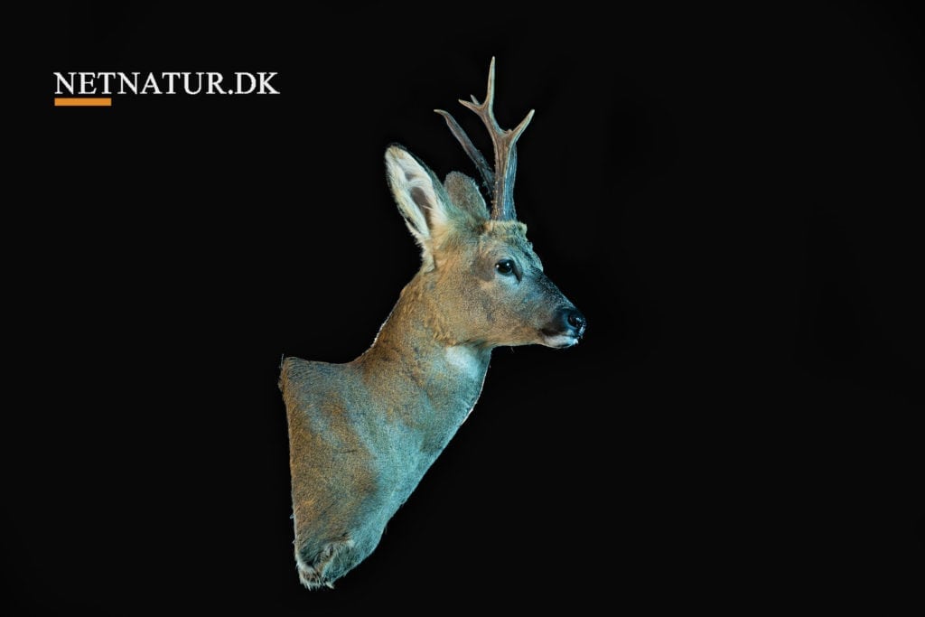 Vinder af hovedmontering er udtrukket