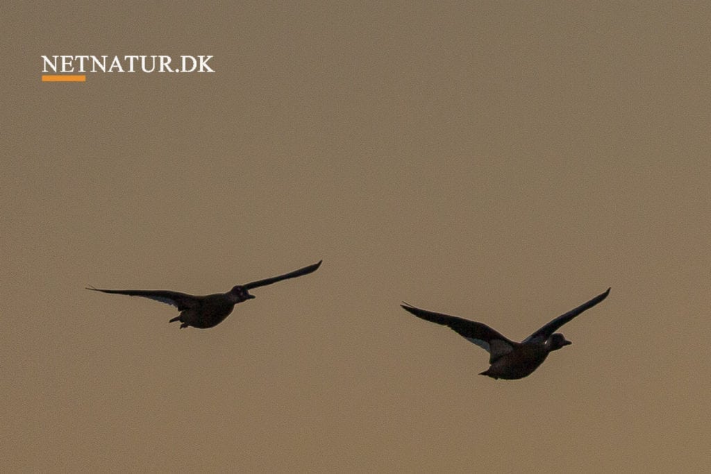 Andejagt i Pakistan Andejagt i Pakistan