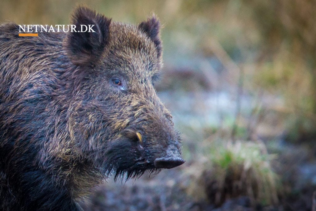 Afrikansk svinepest som terror