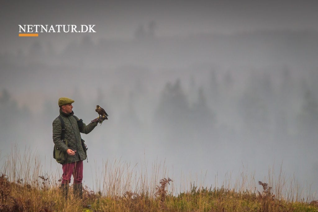 Falkejagten får comeback i Danmark