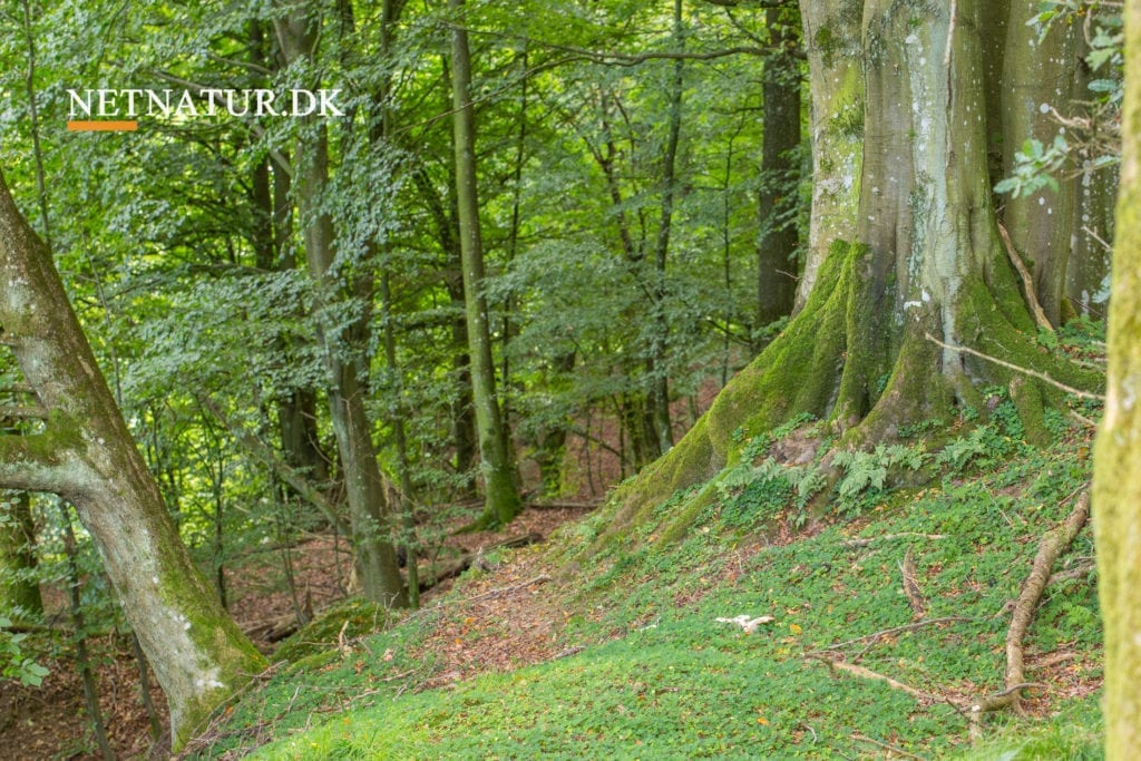 Urørt skov med tilskud