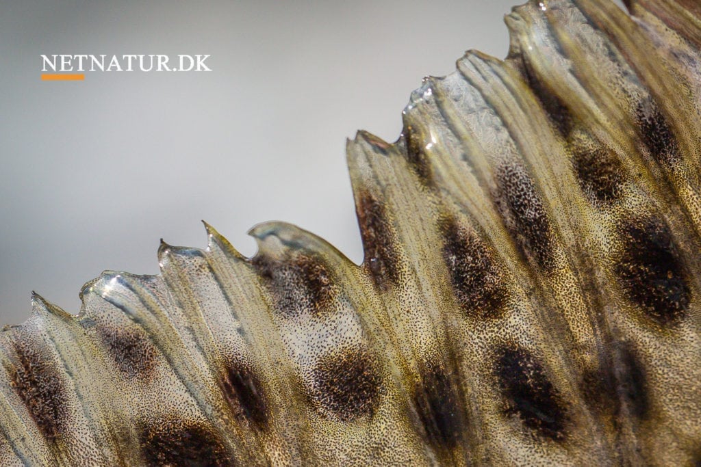 Fiskeri: Simpelt og avanceret