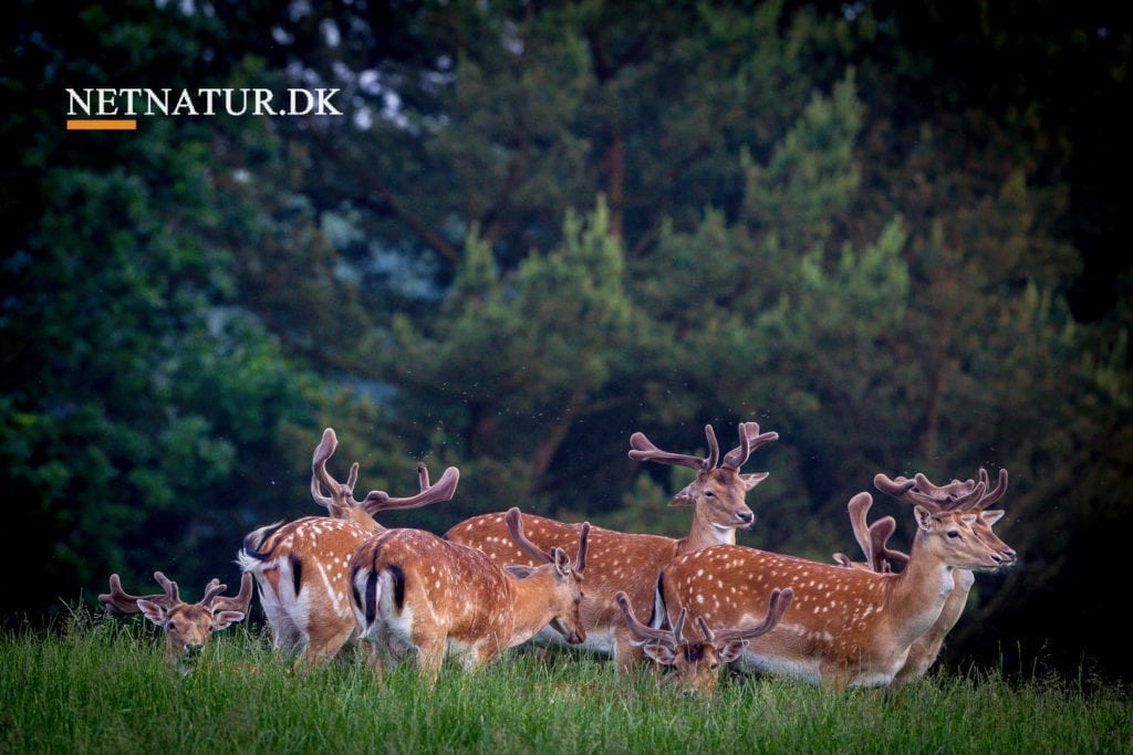 Aage V. Jensen Naturfond ønsker dådyrbestand reduceret