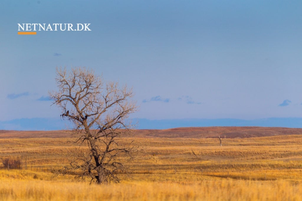 Jægere i kamp mod Trump-administration