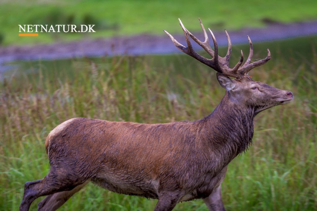 Mountainbiker kvæstet af kronhjort