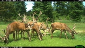 Egon Bennetsens kommentar til ny kronvildtforvaltning