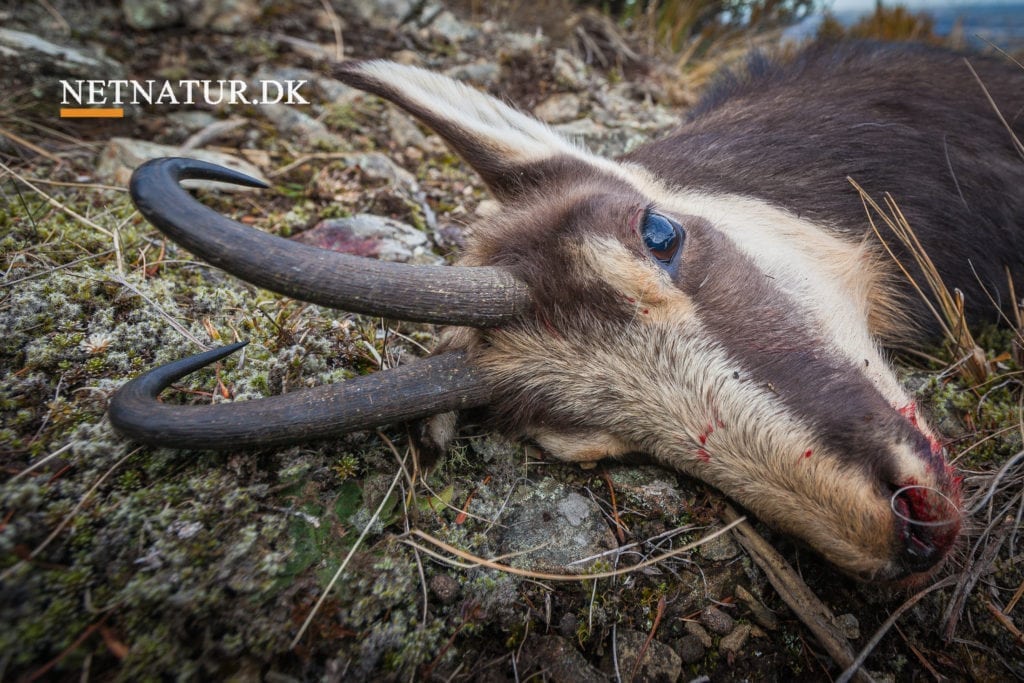 Gemsejagt i levende billeder Gemsejagt i levende billeder