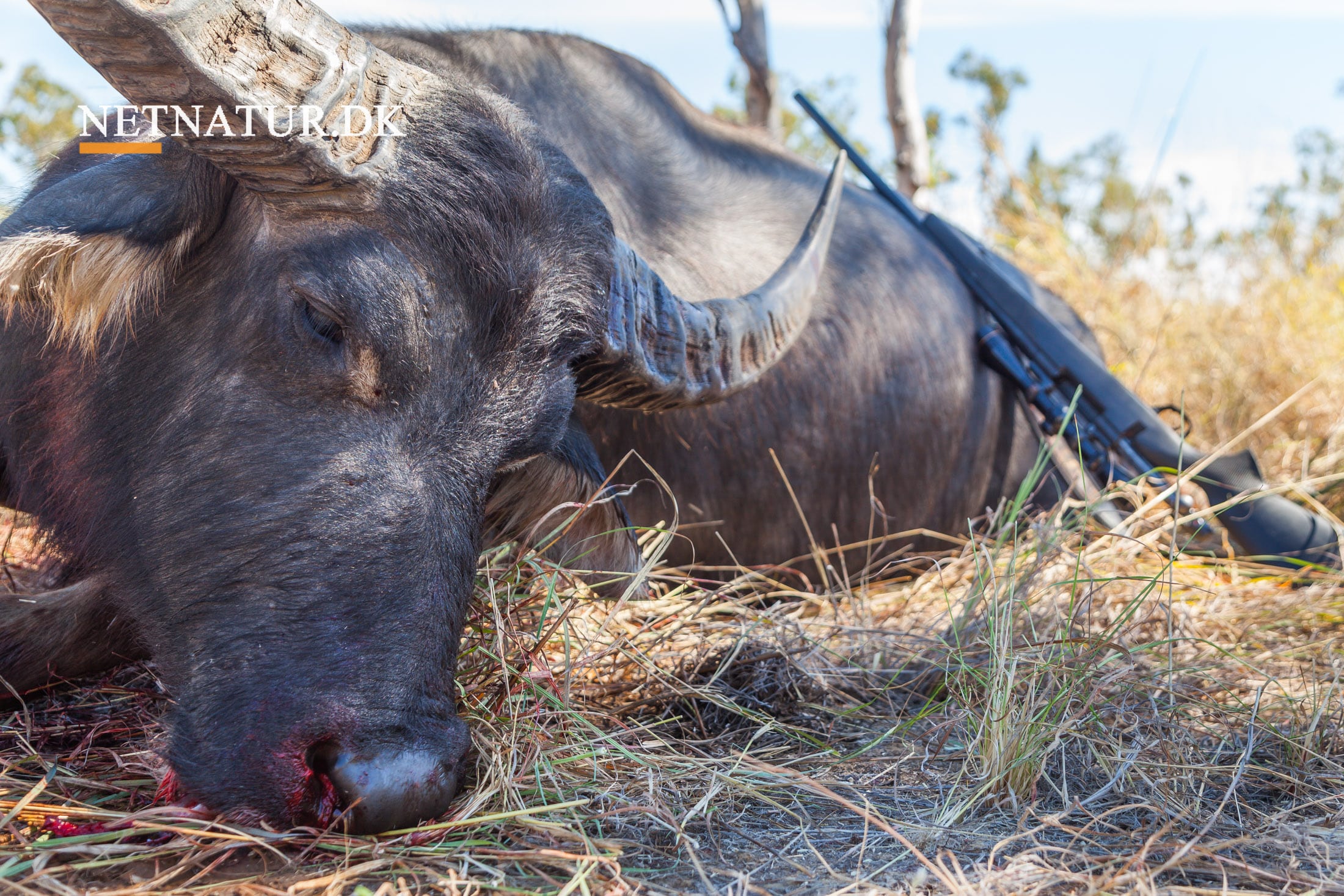 .375 Magnum Holland & Holland - en god allround kaliber