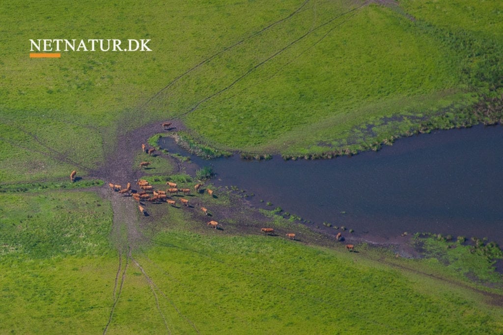 Prins Charles støtter historisk landbrug