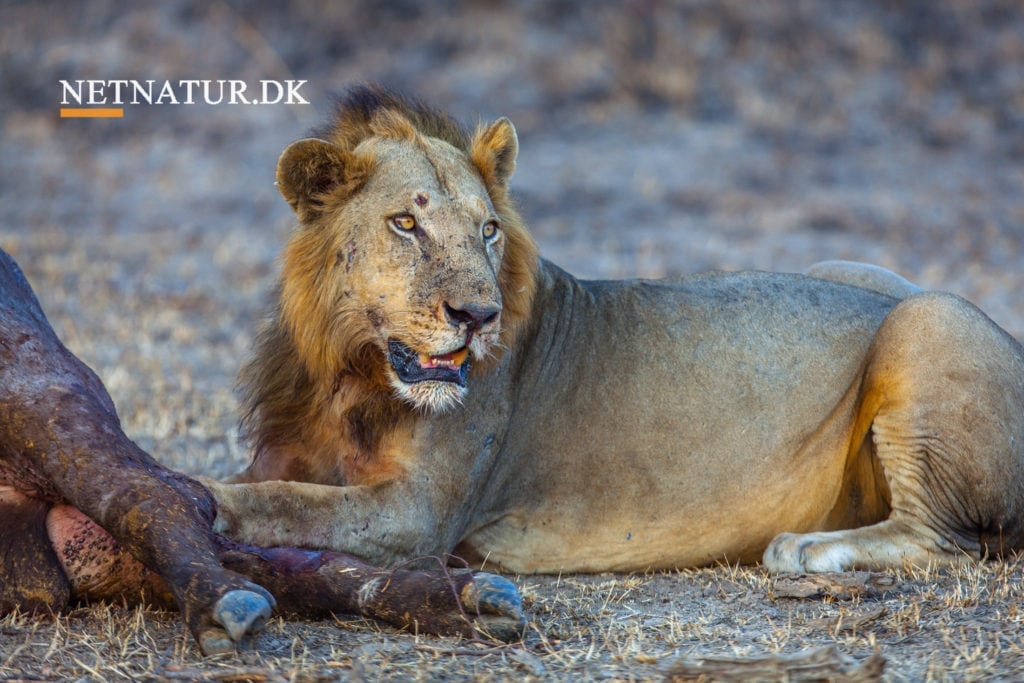 Løve og bøffels kamp går viralt