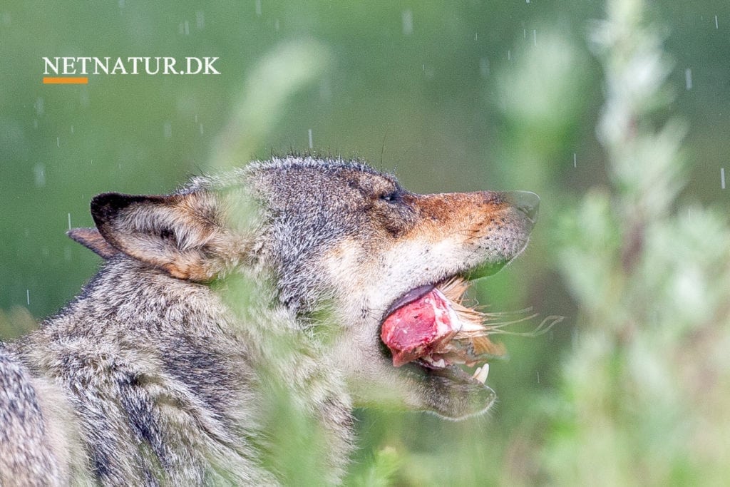 Ulv angriber voksen ko