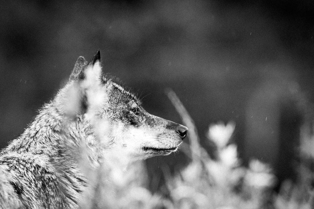 Ulv bag 300 dræbte får er nedlagt