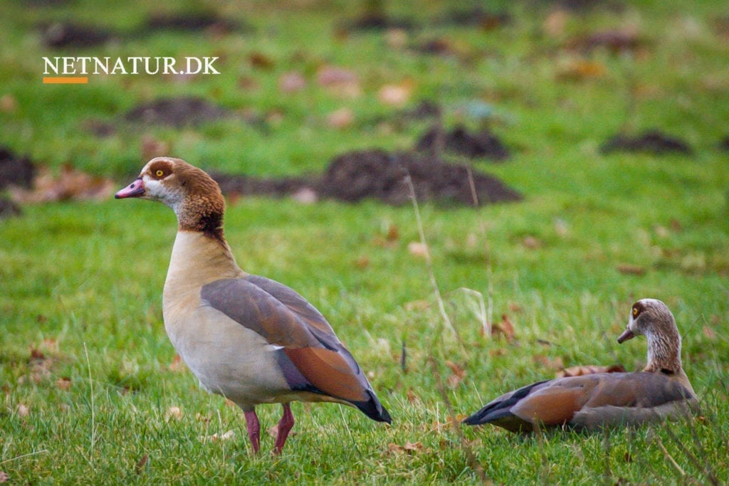 Nilgås: En ganske usædvanlig doublé