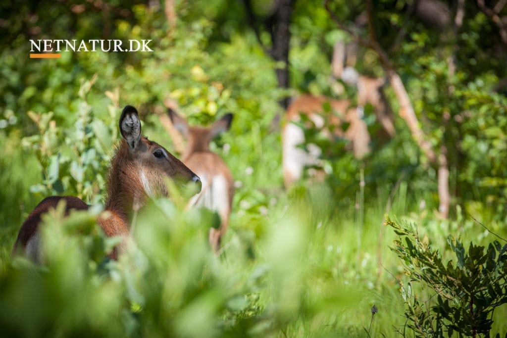 Regnskov kan bevares for få kroner