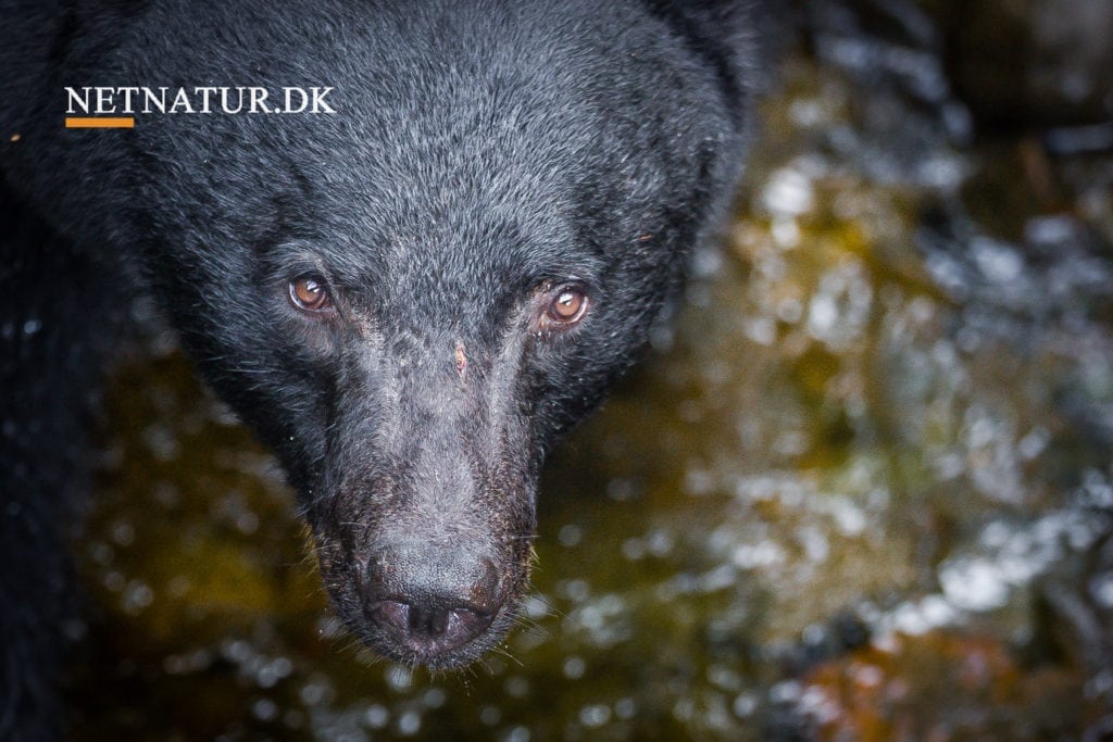Bjørn angriber sovende campist