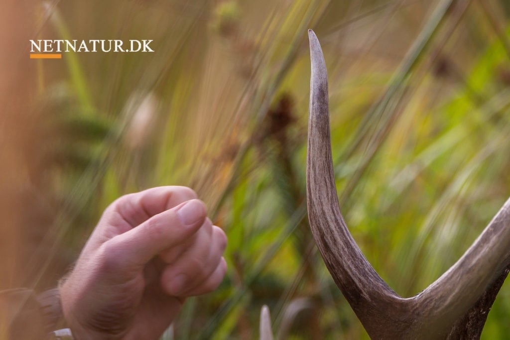 Cyklist fra Fanø pådrog sig en række skader ved sammenstød med hjort