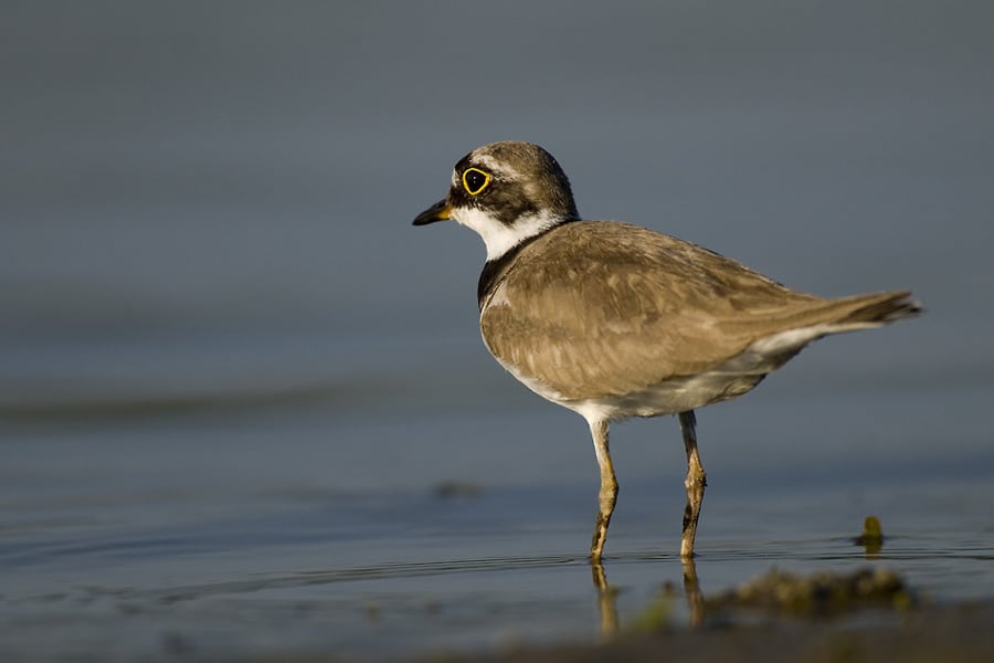Søer skal forvandles til fuglemagneter i Tøndermarsken Søer skal forvandles til fuglemagneter i Tøndermarsken
