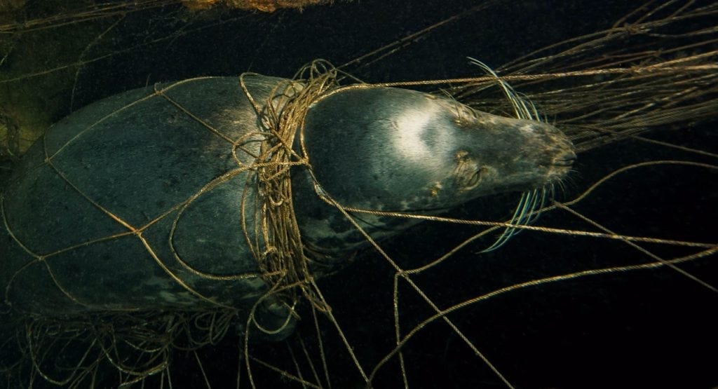 Spøgelsesnet dræber ikke kun havets fisk og fugle Spøgelsesnet dræber ikke kun havets fisk og fugle