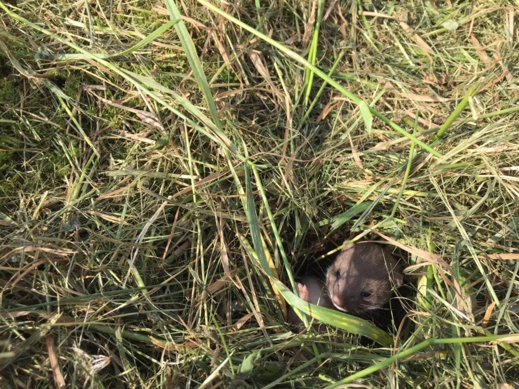 Brud taget på sengekanten