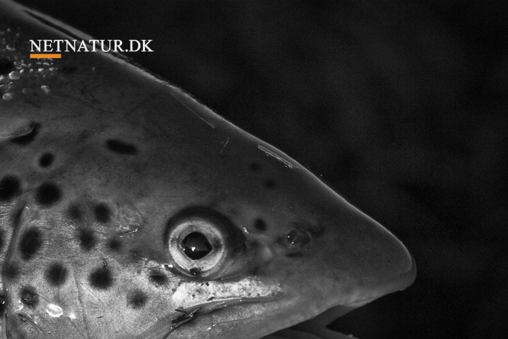 Undervandsfiskeri: Kunstig lys og jagt på havørred til debat