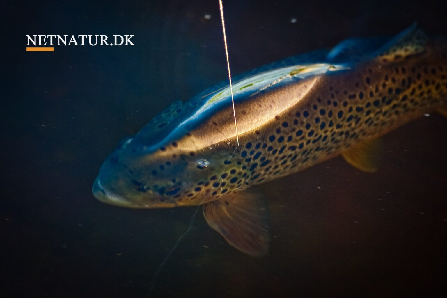 Fluefiskeri: Fiskefilm giver nyt liv til drømmene