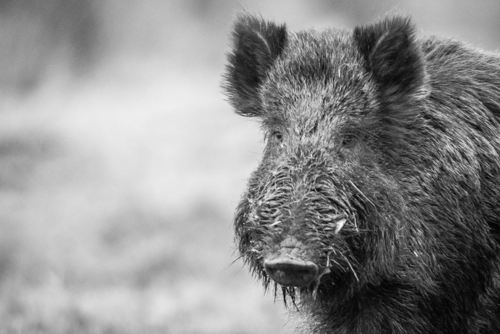 Miljøministeren vil de danske vildsvin til livs