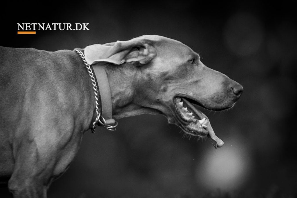 Hundeloven skal ændres