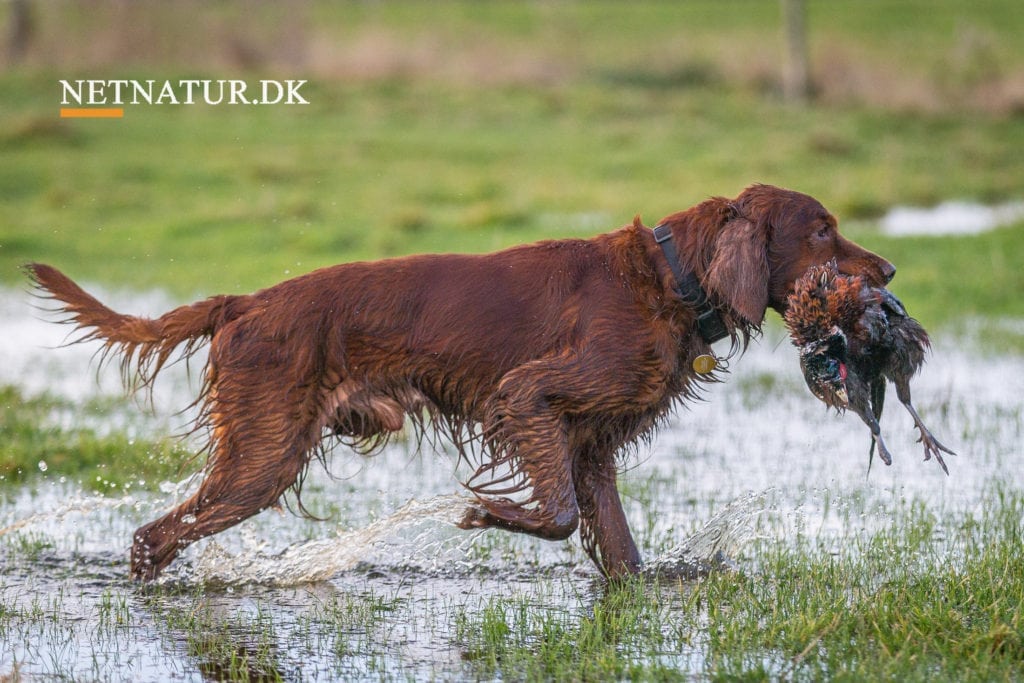 Trækker DJ støtten til de stående jagthunde?