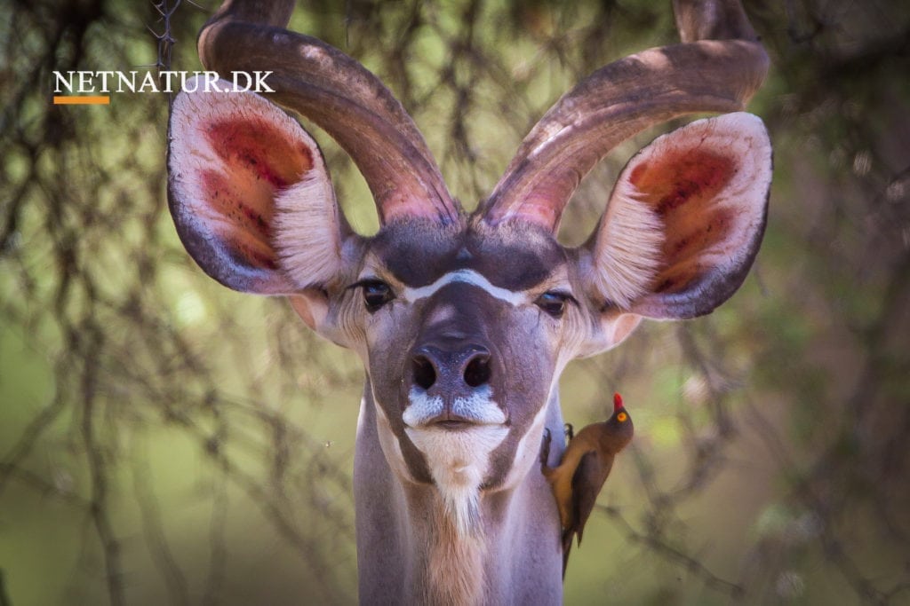 Diana Award uddelt til amerikanske Deniese Welker