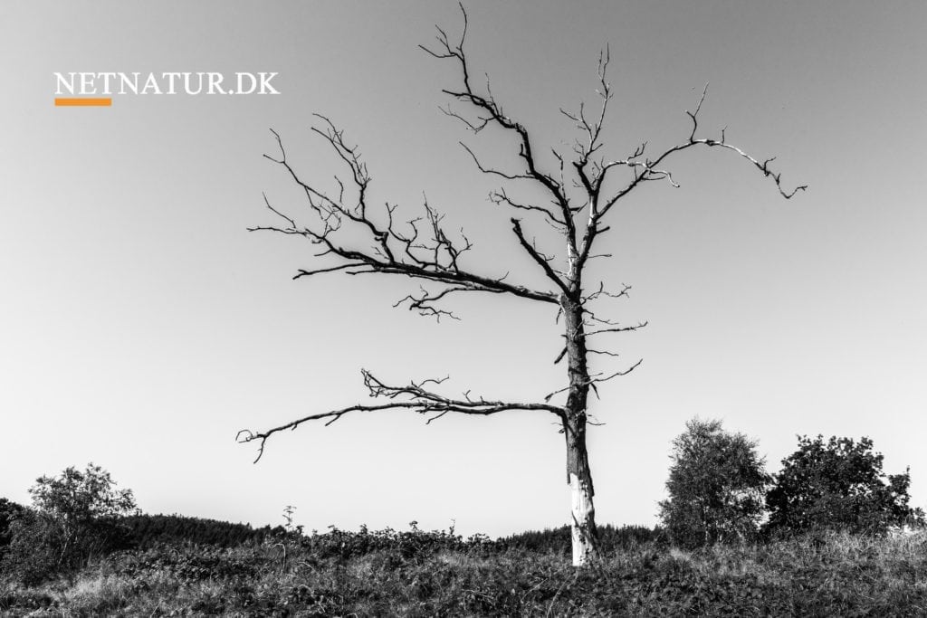 Overtræk på klodens ressourcer