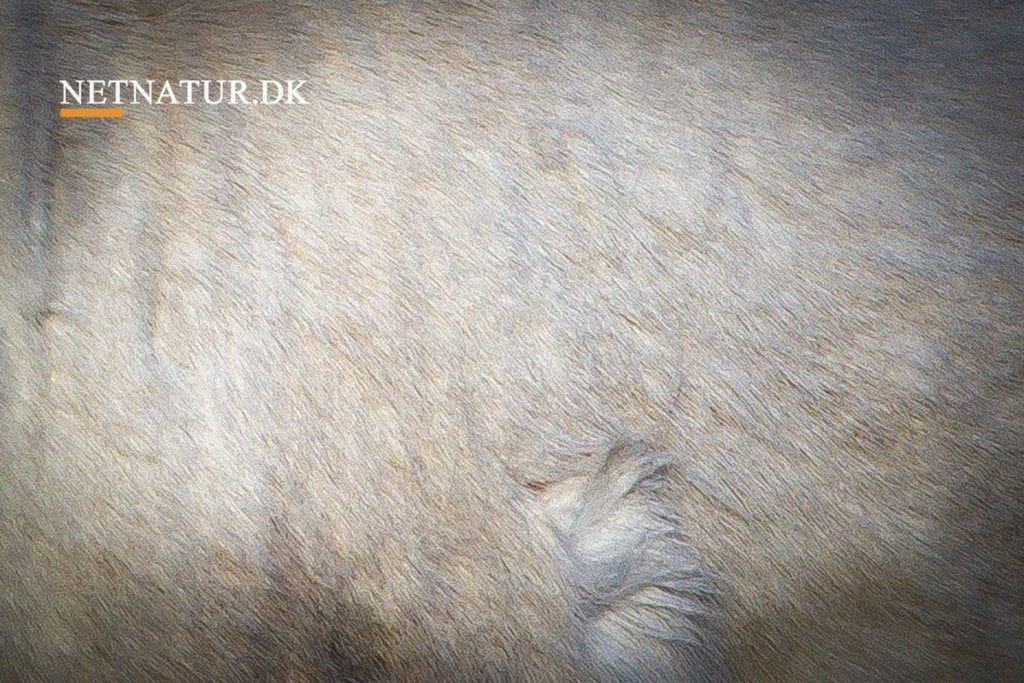 Hvid elg skal DNA undersøges