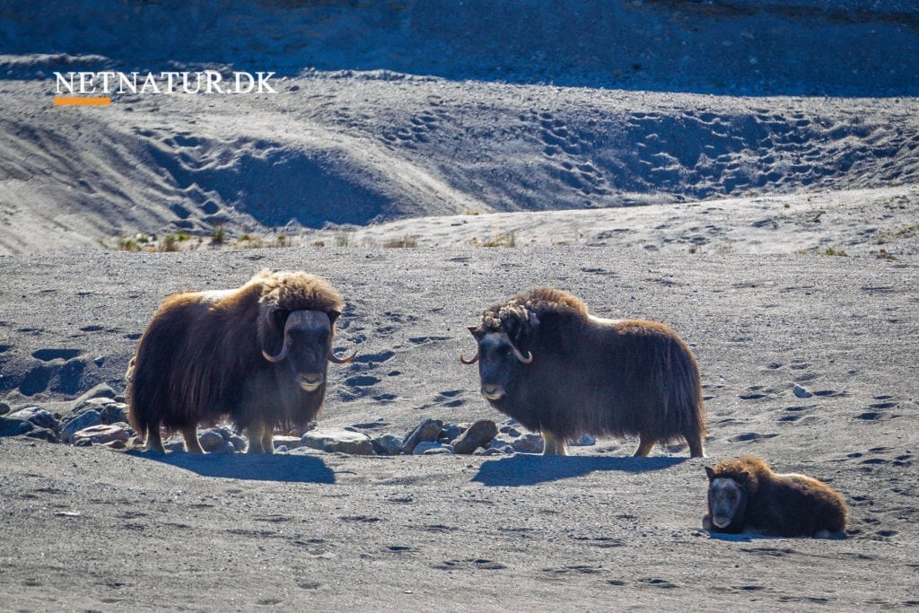 Grønland: Naturbrande stopper jagten Grønland: Naturbrande stopper jagten
