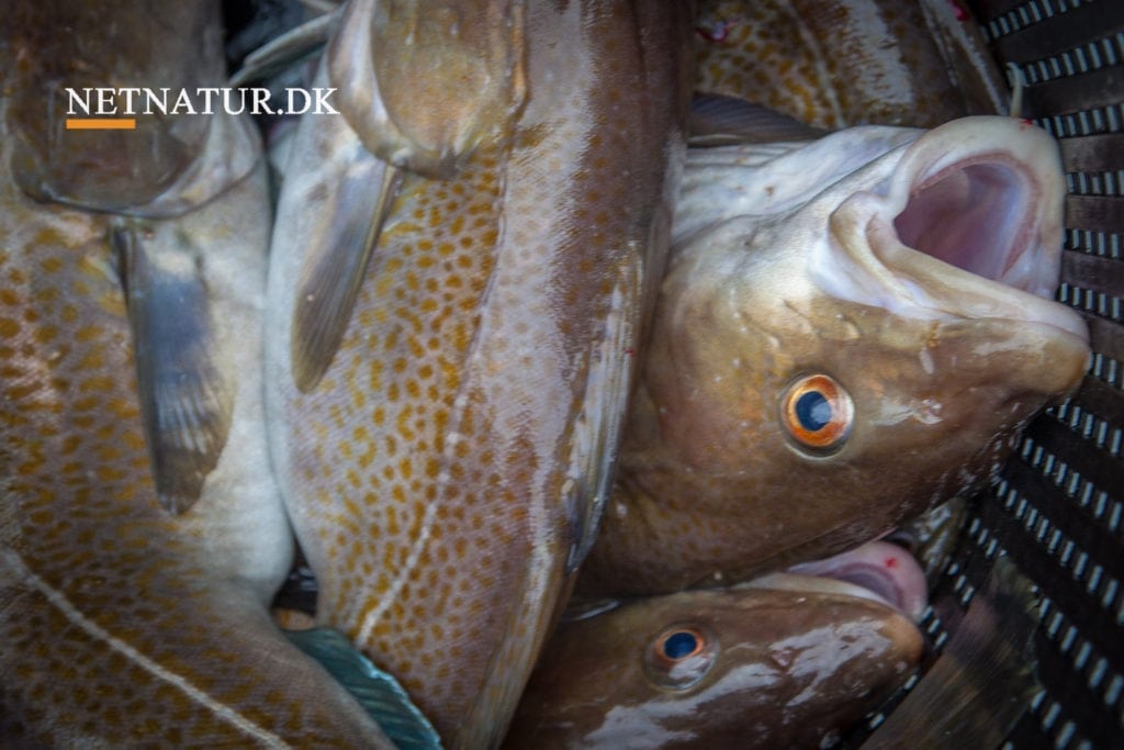 Karen Ellemann minister for fiskeriet Karen Ellemann minister for fiskeriet